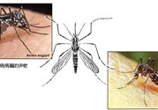 黃熱病是什么疾??？黃熱病怎樣有效的預(yù)防？