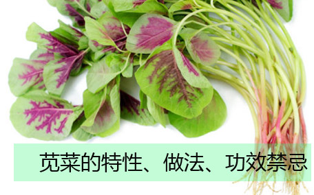 莧菜可以涮火鍋嗎 莧菜的營養(yǎng)價(jià)值