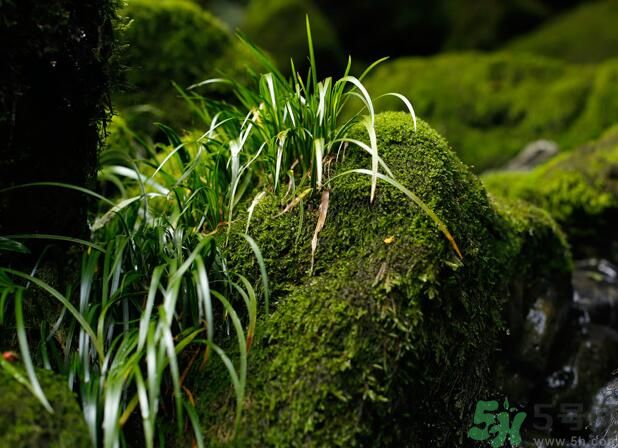 什么樣的菖蒲好？怎樣選購(gòu)菖蒲？