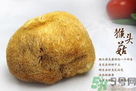 猴頭菇是發(fā)物嗎？猴頭菇是不是發(fā)物？