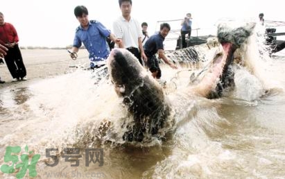 發(fā)洪水怎么抓魚？發(fā)洪水時的抓魚方法