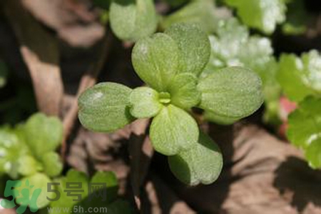 馬齒莧是熱性還是涼性？馬齒莧是涼性嗎？