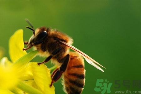 被蜜蜂蟄了怎么辦？被蜜蜂蟄了如何處理？