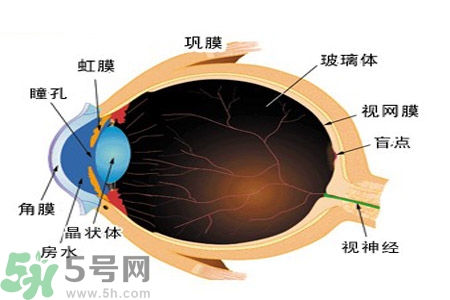 近視眼高發(fā)人群？如何預(yù)防近視眼？