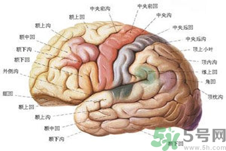 腦出血的治療方法是什么？腦出血可以用哪些藥物治療？