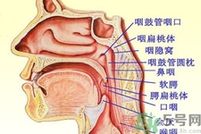 鼻咽癌的日常措施是什么？鼻咽癌注意的飲食有哪些？