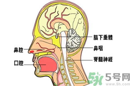 鼻咽癌的治療方法是什么？鼻咽癌可以用什么藥物治療？