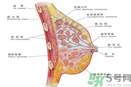 如何預(yù)防女性乳頭痛？女性需注意乳房的哪些問題？