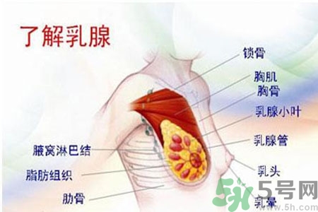 如何預(yù)防女性乳頭痛？女性需注意乳房的哪些問題？