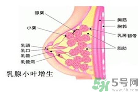 乳房脹痛的原因？乳房脹痛怎么辦？