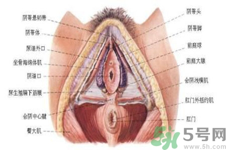 外陰瘙癢怎么回事？外陰瘙癢的原因是什么？