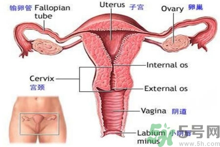 引起外陰瘙癢的疾病有哪些？治療外陰瘙癢的偏方有哪些？