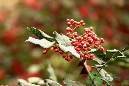 花椒可以治療打鼾嗎？花椒的好處有哪些？