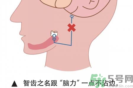 長智齒疼痛怎么辦？長智齒牙齦腫了怎么辦？