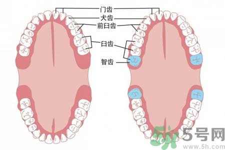 智齒拔了好不好？智齒能不拔嗎？