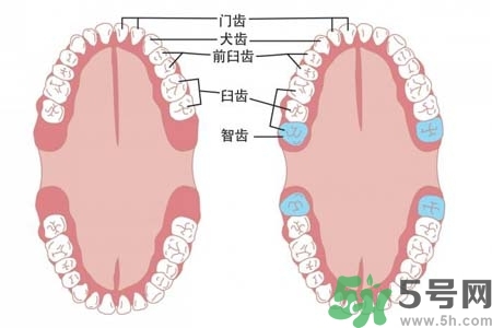 智齒橫著長怎么辦？智齒橫著長一定要拔了嗎？