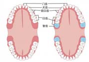 智齒橫著長怎么辦？智齒橫著長一定要拔了嗎？