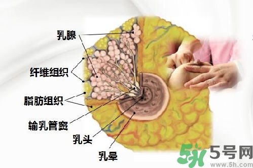 乳汁是怎樣形成的？怎樣才能讓乳汁更多？