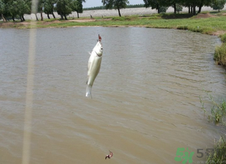 秋天釣魚深水還是淺水？秋天釣魚釣深水還是淺水？