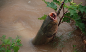 秋天釣魚(yú)用什么小藥？秋天釣魚(yú)小藥搭配