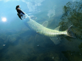 秋天釣魚(yú)用什么小藥？秋天釣魚(yú)小藥搭配