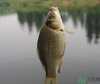 秋天黑坑釣鯽魚用什么餌料？秋天黑坑釣鯽魚餌料配方