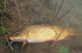 十月份可以釣鯉魚(yú)嗎？十月份釣鯉魚(yú)用什么餌？