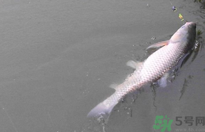 秋天釣草魚(yú)用什么餌？秋季釣草魚(yú)用什么餌最好？ 