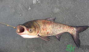 秋天釣鰱魚用什么餌料？秋天釣鰱魚用什么味餌？