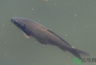 野生鯉魚怎么釣？野生鯉魚用什么釣最好？