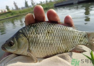 野生鯽魚多少錢一斤？野生鯽魚怎么區(qū)分？