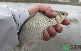 野生鯽魚(yú)怎么做好吃？野生鯽魚(yú)的做法