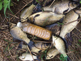 野生鯽魚怎么釣？釣野生鯽魚的技巧