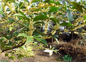 新鮮桂花怎么處理？新鮮桂花怎么保存？