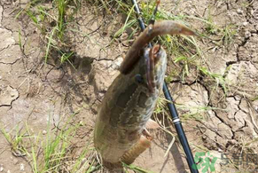 黑魚怎么釣？釣黑魚技巧