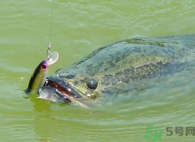 路亞釣黑魚用什么假餌？路亞釣黑魚用什么餌？