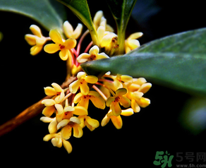 桂花怎么做香水？新鮮桂花怎么做香水？