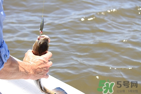 冬天釣魚好釣嗎?冬天釣魚用什么魚餌