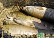 馬哈魚(yú)是三文魚(yú)嗎?馬哈魚(yú)和三文魚(yú)是一種魚(yú)嗎