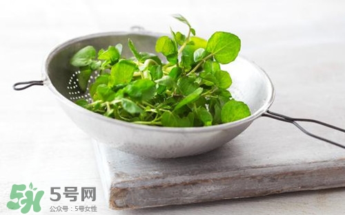 豆瓣菜是西洋菜嗎?豆瓣菜和西洋菜有什么區(qū)別