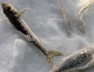 冬天怎么釣魚(yú)？冬天怎么釣鯽魚(yú)？