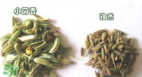 小茴香是孜然嗎？小茴香和孜然的區(qū)別