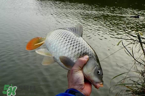 立春后能釣魚(yú)嗎？立春后好釣魚(yú)嗎？