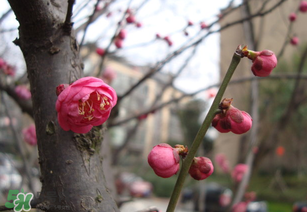 立春后種什么花？立春時(shí)開的花有哪些？