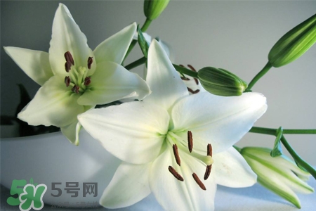 百合花怎么養(yǎng)？百合花在家怎么養(yǎng)？