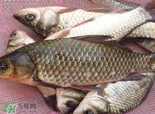 春天釣鯽魚(yú)用什么餌料？春天釣鯽魚(yú)餌料配方