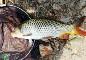 春天釣鯉魚用什么餌料？春天釣鯉魚餌料配方