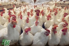 h7n9禽流感可以治愈嗎？禽流感能治好嗎？