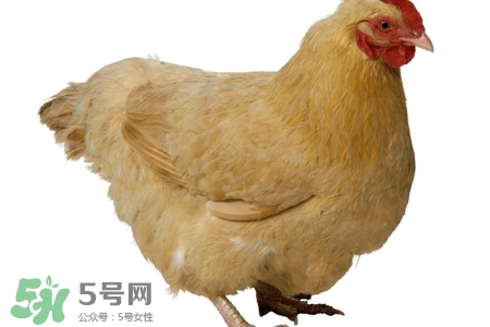 h7n9禽流感可以治愈嗎？禽流感能治好嗎？