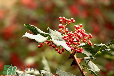 花椒水能治痔瘡嗎？花椒水治痔瘡有效果嗎？